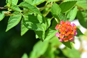flowers in the botanical gardens